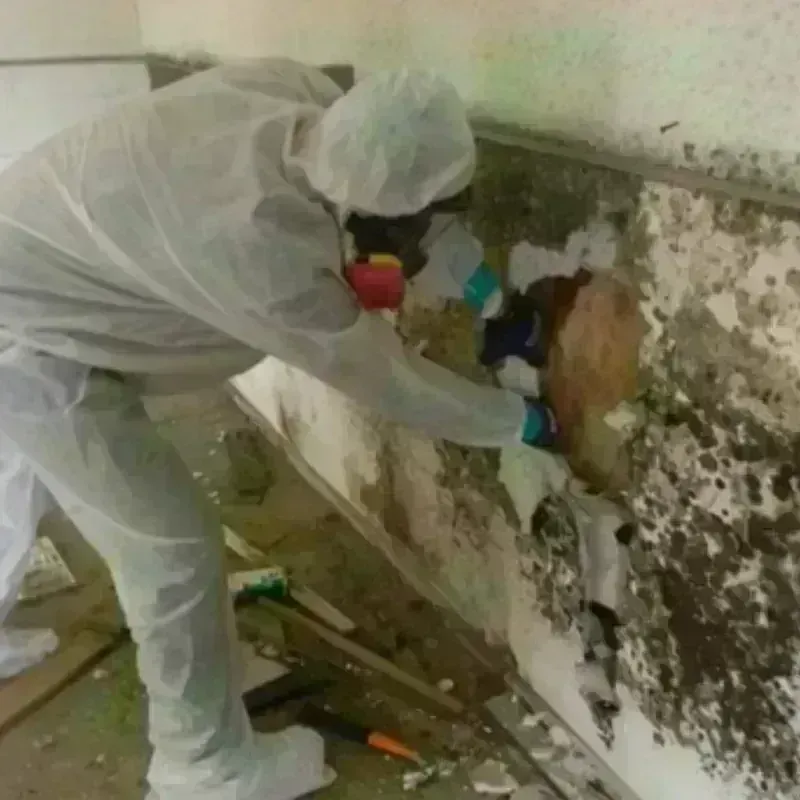 Mold Remediation and Removal in Waynesville, NC